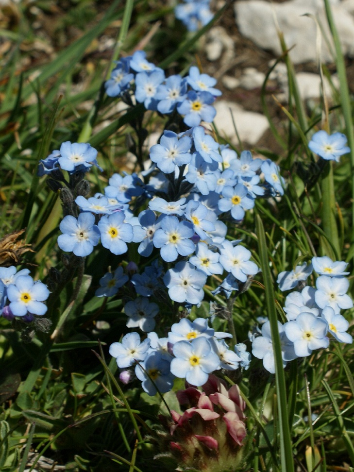 orto botanico gran sasso